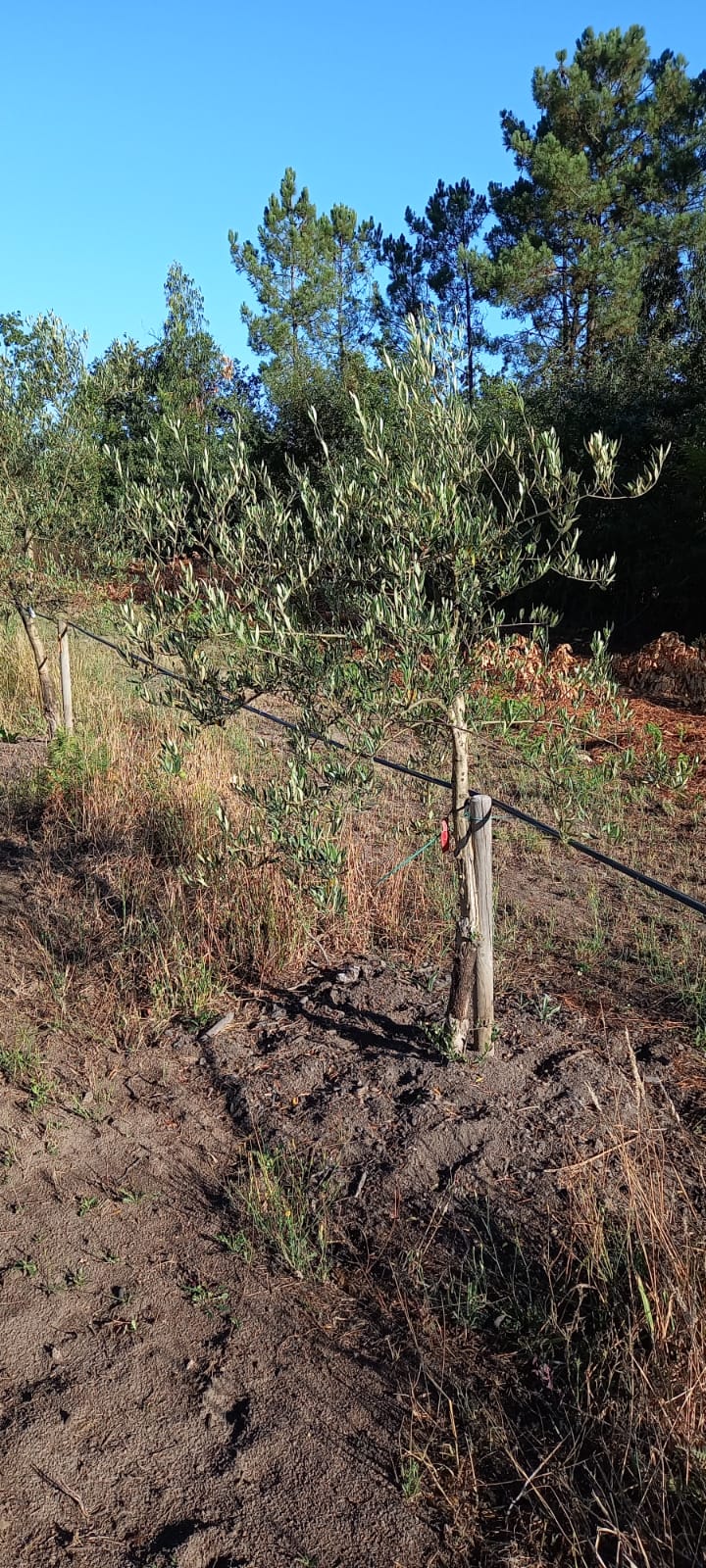 Olivos en Galicia