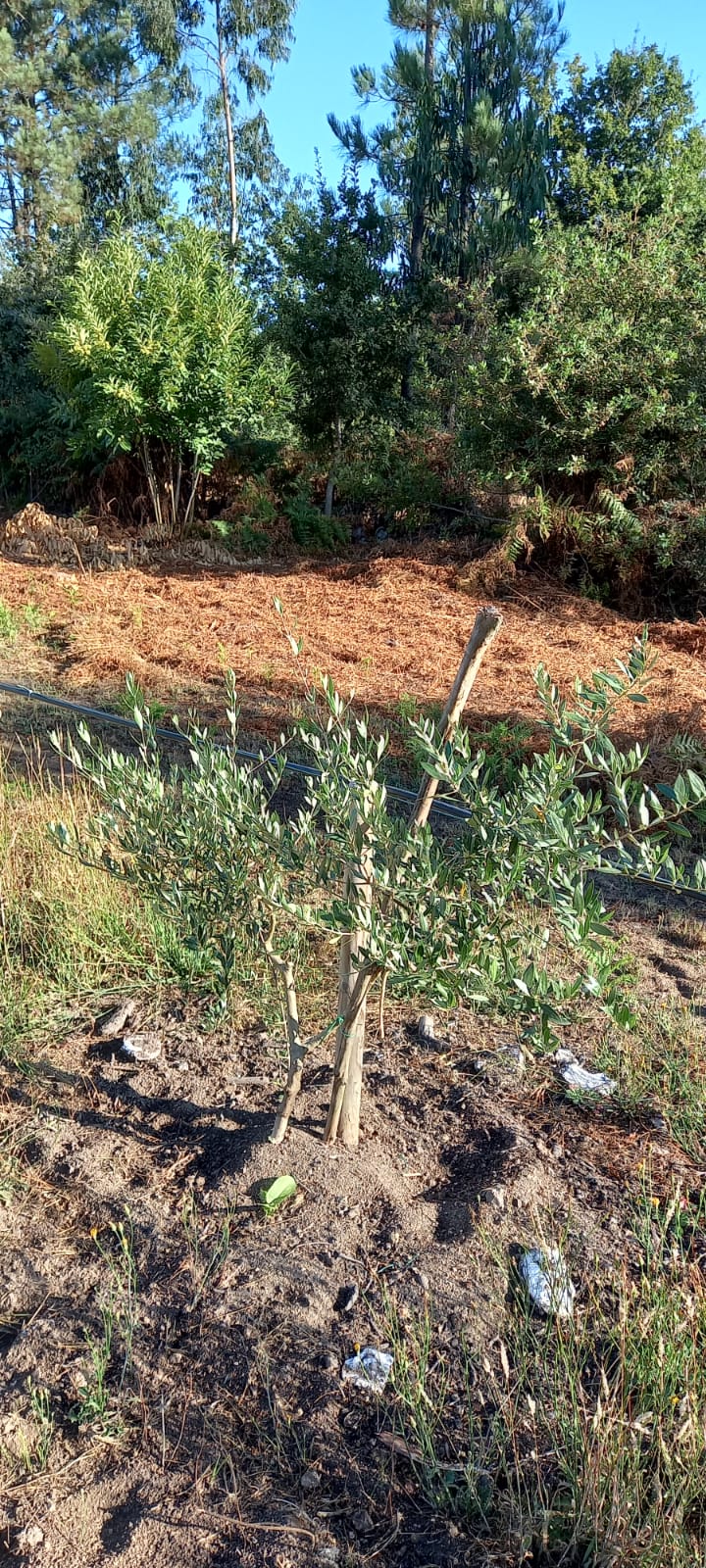 Finca con pendiente con plantación de olivar en Galicia