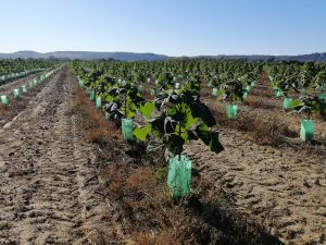 Paulownias en España