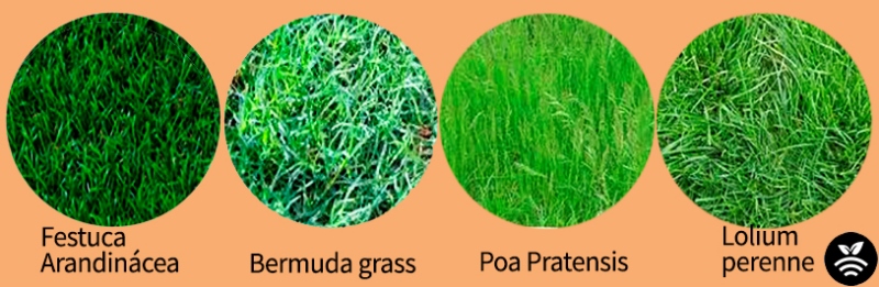 Tipos de césped