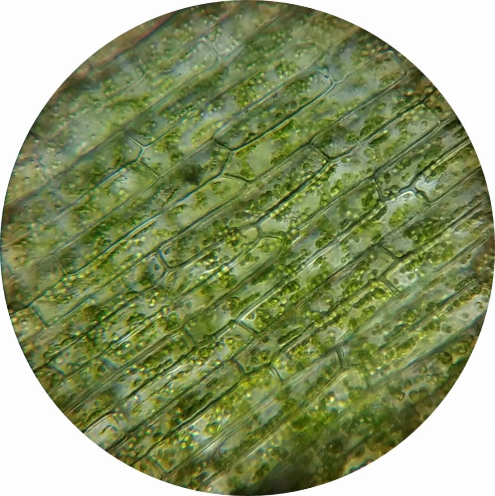 reproducción celular