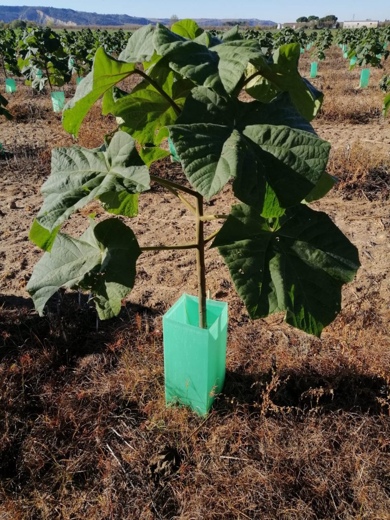 Paulownias