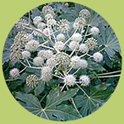 Fatsia_japonica