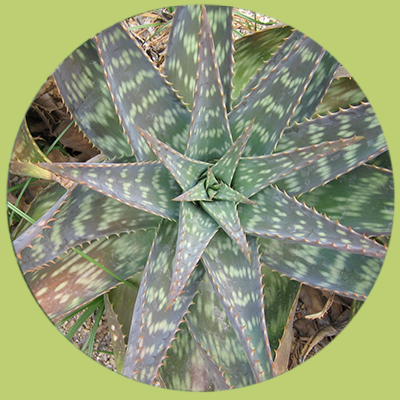 Aloe-saponaria
