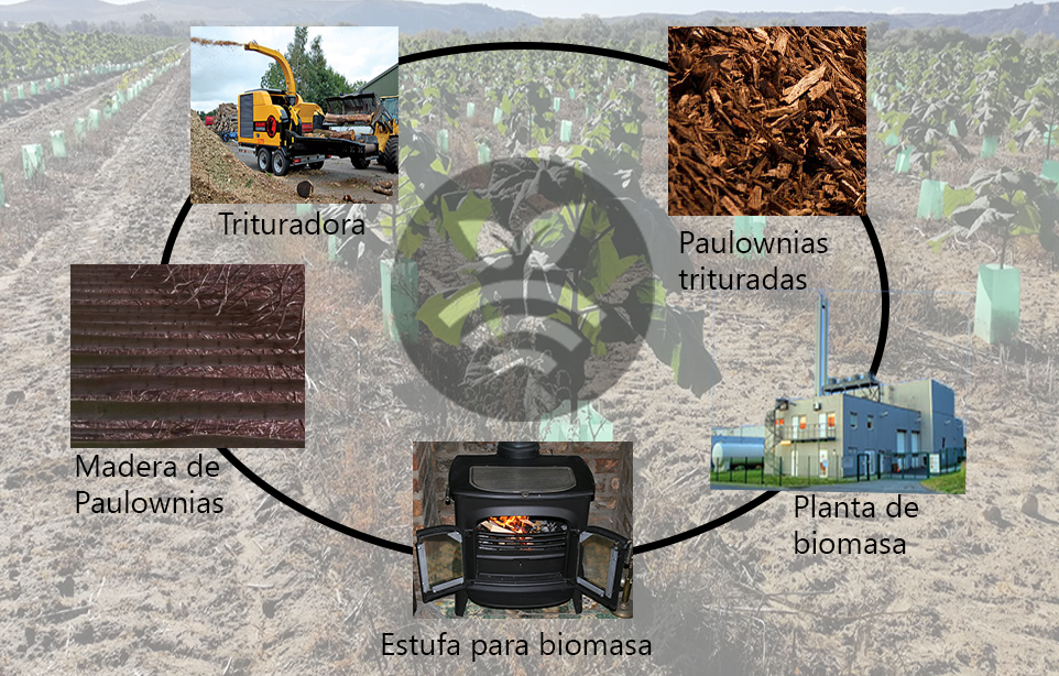 Biomasa 