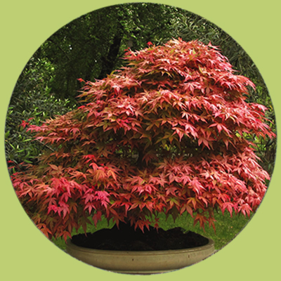 
bonsai-acer-japones