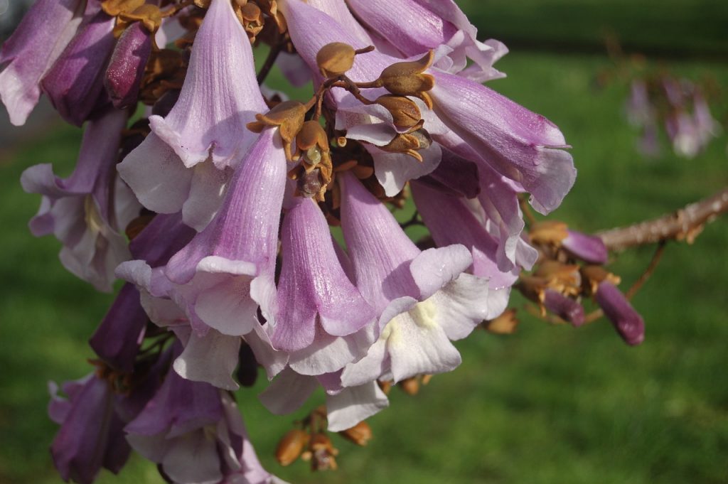 Flor de paulownias