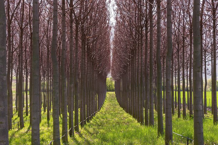 Bosque de madera