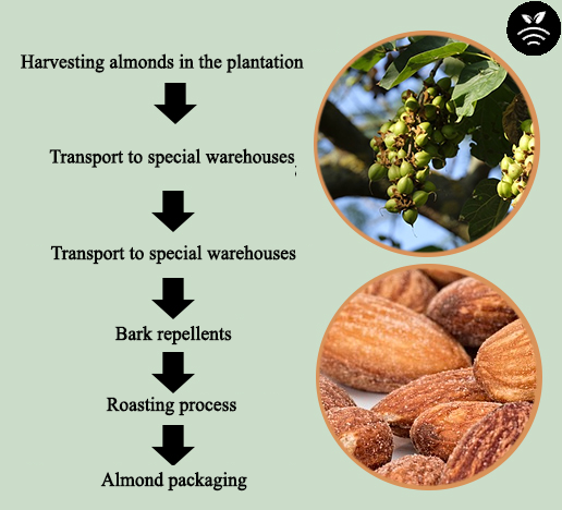 Producción de almendra