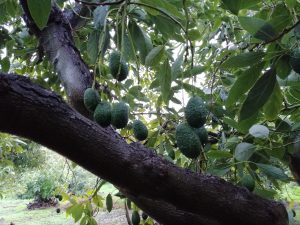 Cultivo tropical-Aguacate