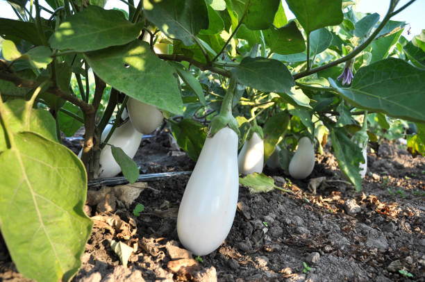 Berenjena blanca