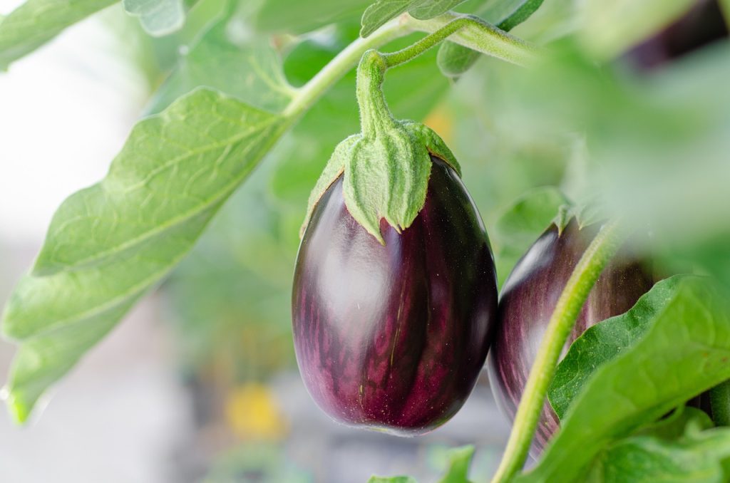 Berenjena morada