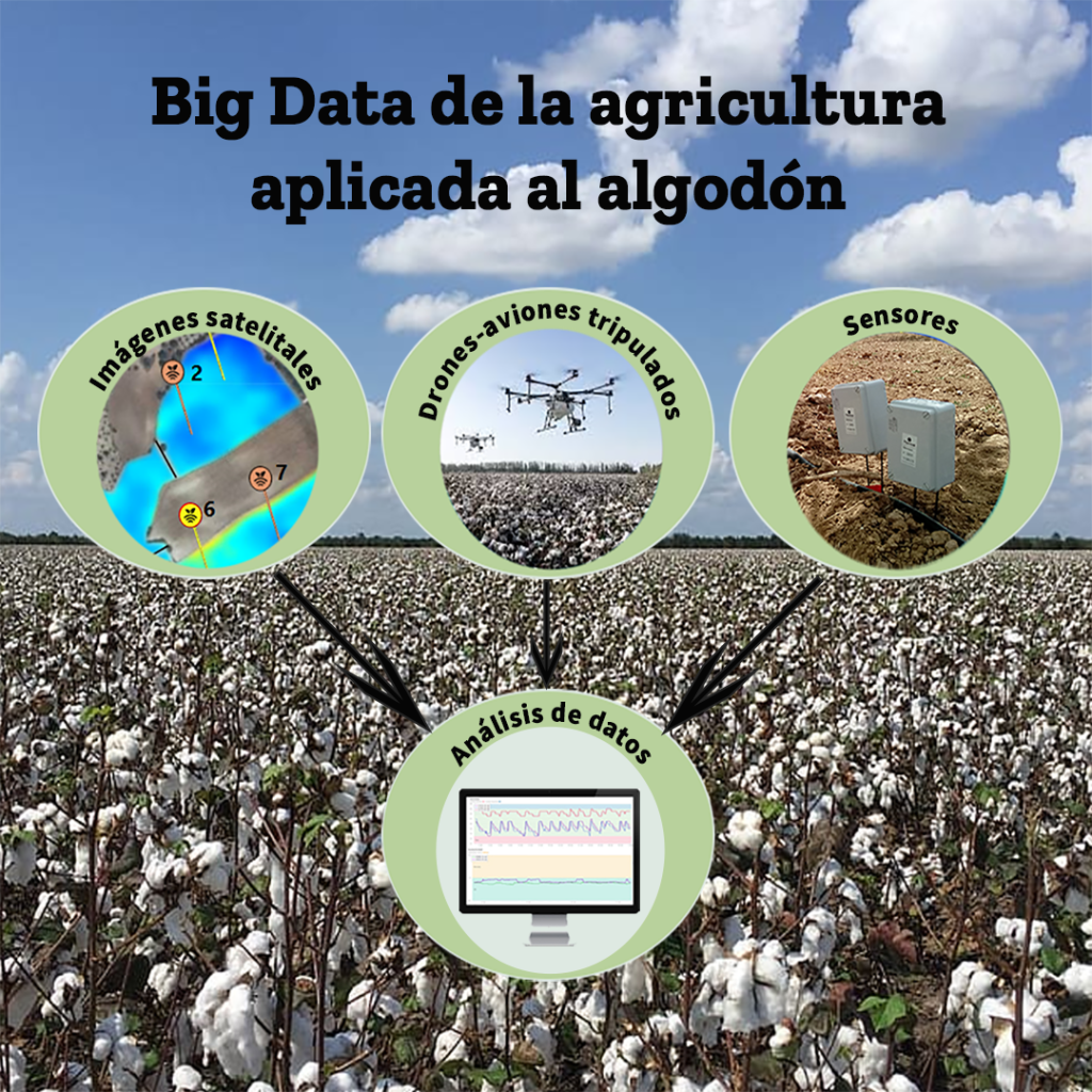 Algodón en España