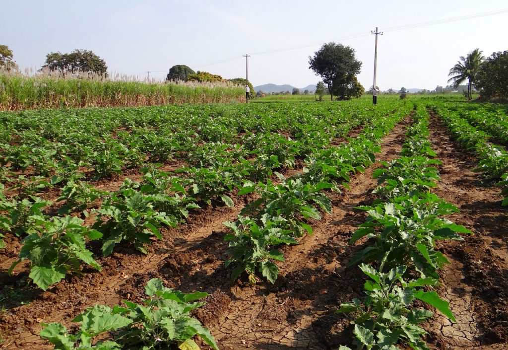 Plantación de berenjenas