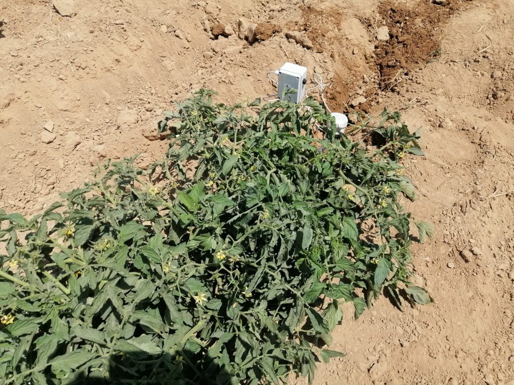 Sondas en tomate híbrido de pera