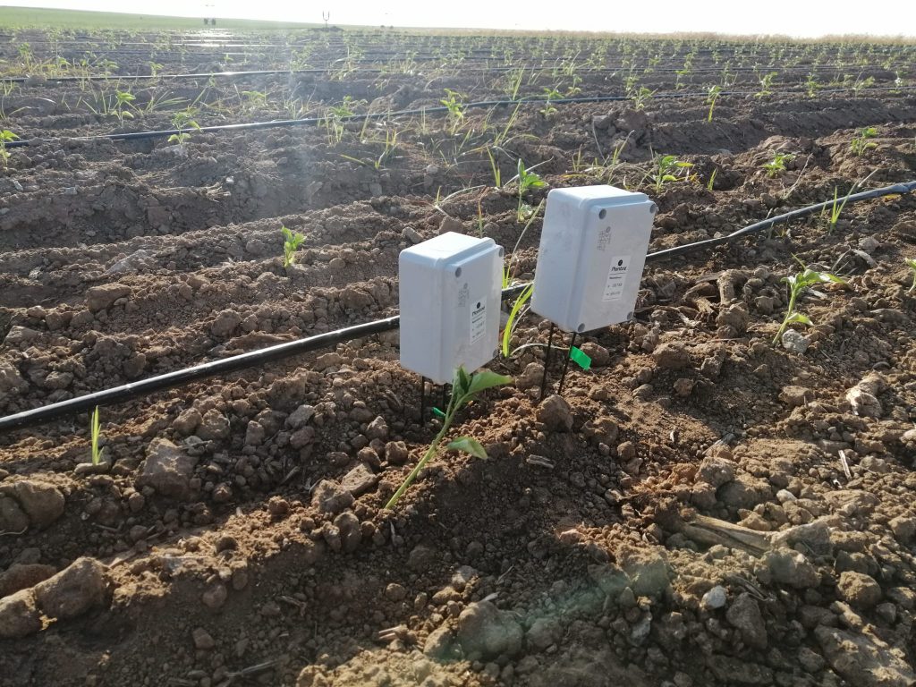 sondas y sensores en pimientos