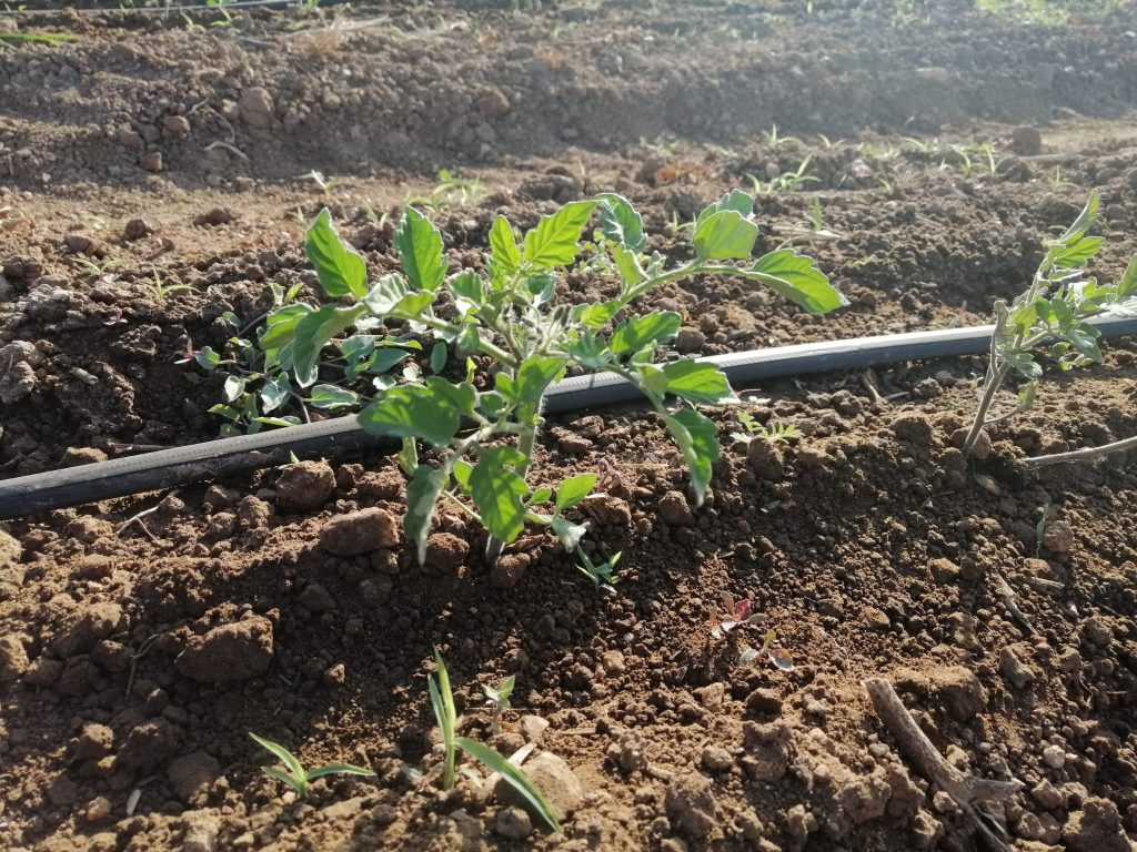 Riego por goteo controlado por un caudalímetro de Plantae