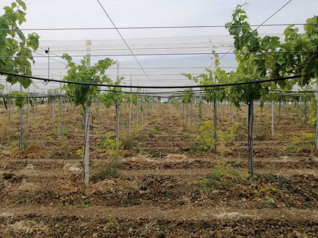 Plantación en espaldera de uva de mesa en Portugal