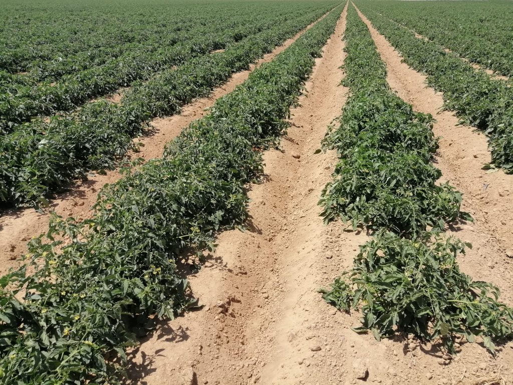 Plantación intensiva de tomates en españa