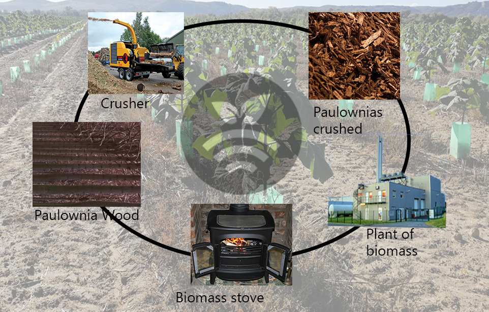 Biomasa