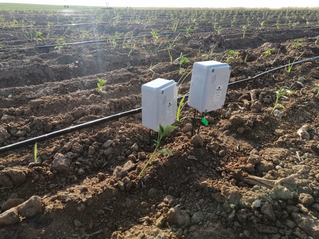 Sensores y sondas agrícolas de humedad y temperatura en pimientos
