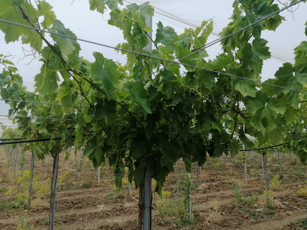 Uva de mesa en Portugal