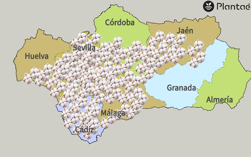 El algodón en Andalucía