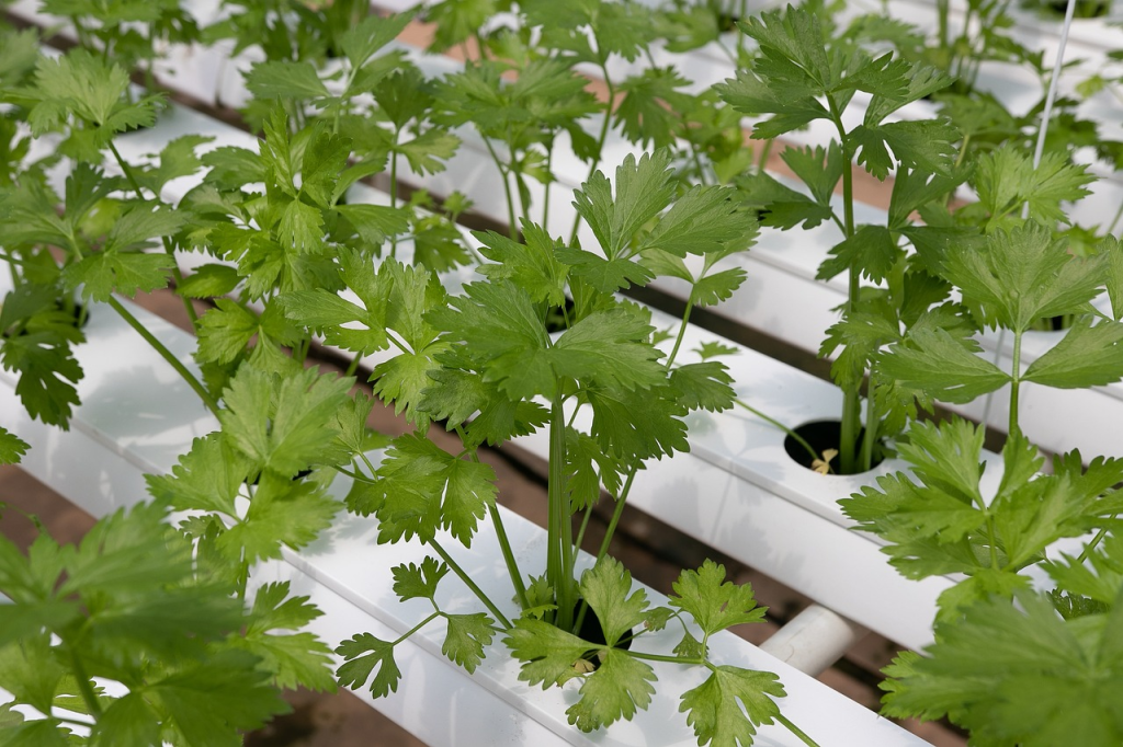 Cilantro