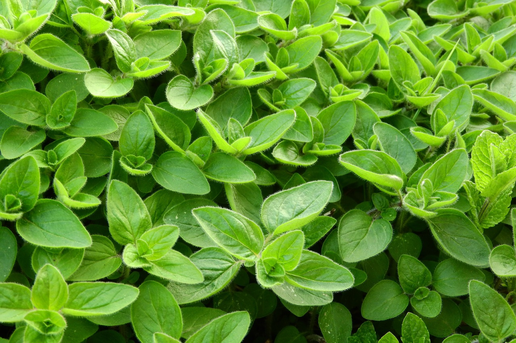 mejorana-Plantas aromáticas
