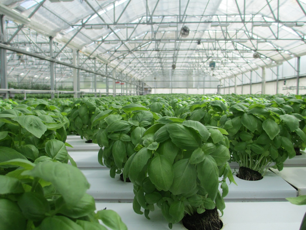 Plantas aromáticas-Albahaca