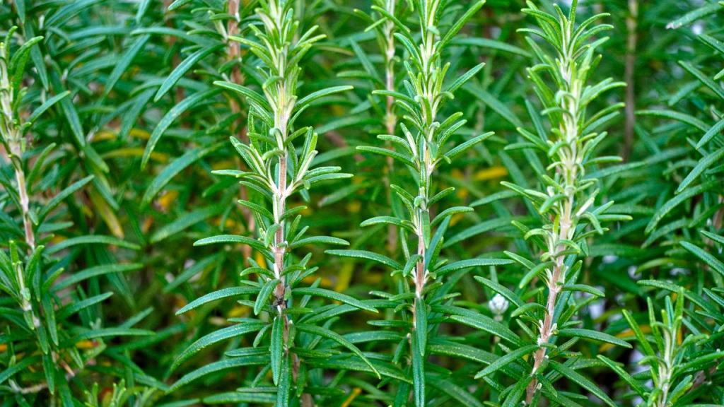 Plantas aromáticas-Romero