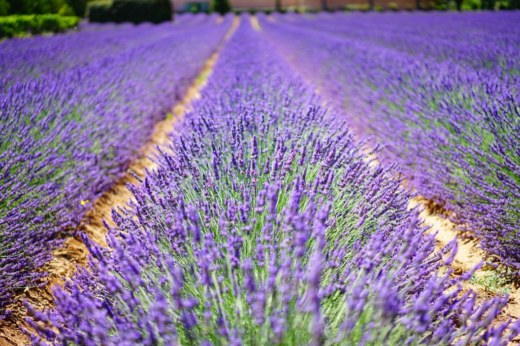 Plantas aromáticas-Lavanda