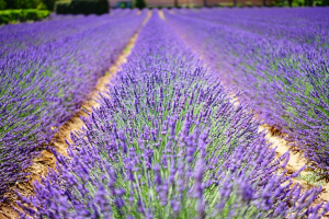 Plantas aromáticas-Lavanda