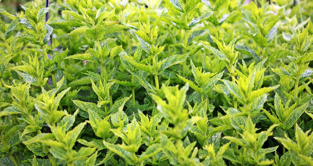 Menta