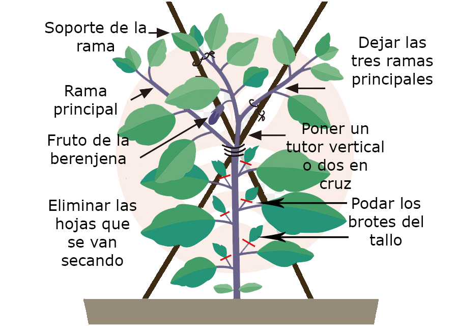Poda Berenjena