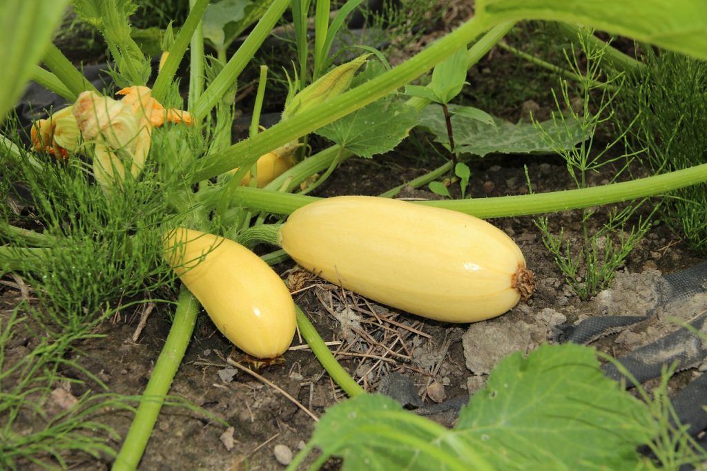 Calabacines en España de variedad blanca