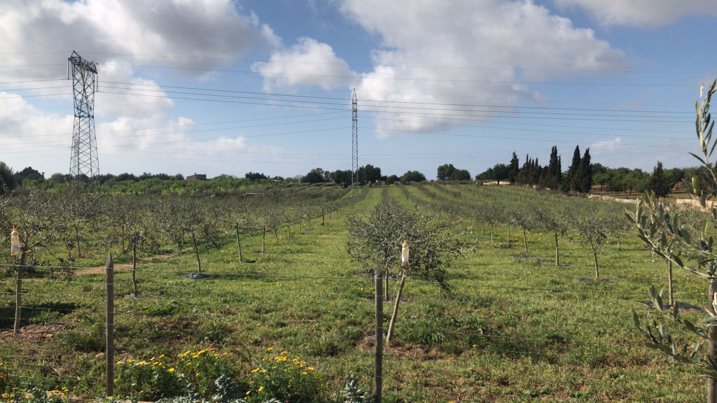 Olivar con agricultura de conservación