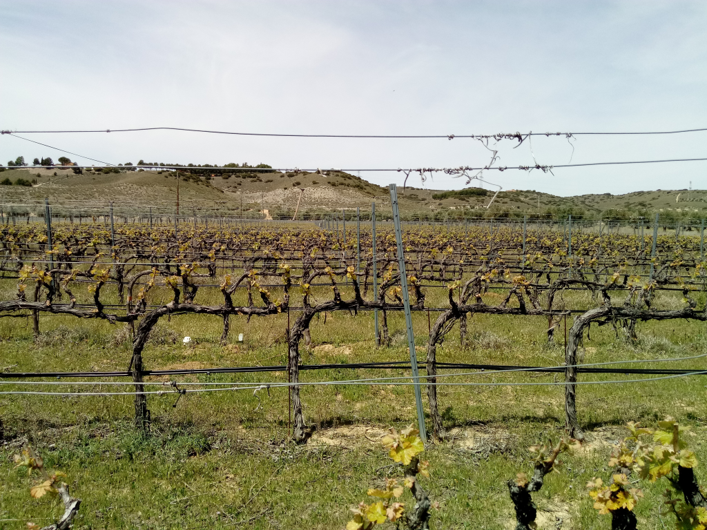 Viñas en espaldera con coberturas vegetales-agricultura de conservación