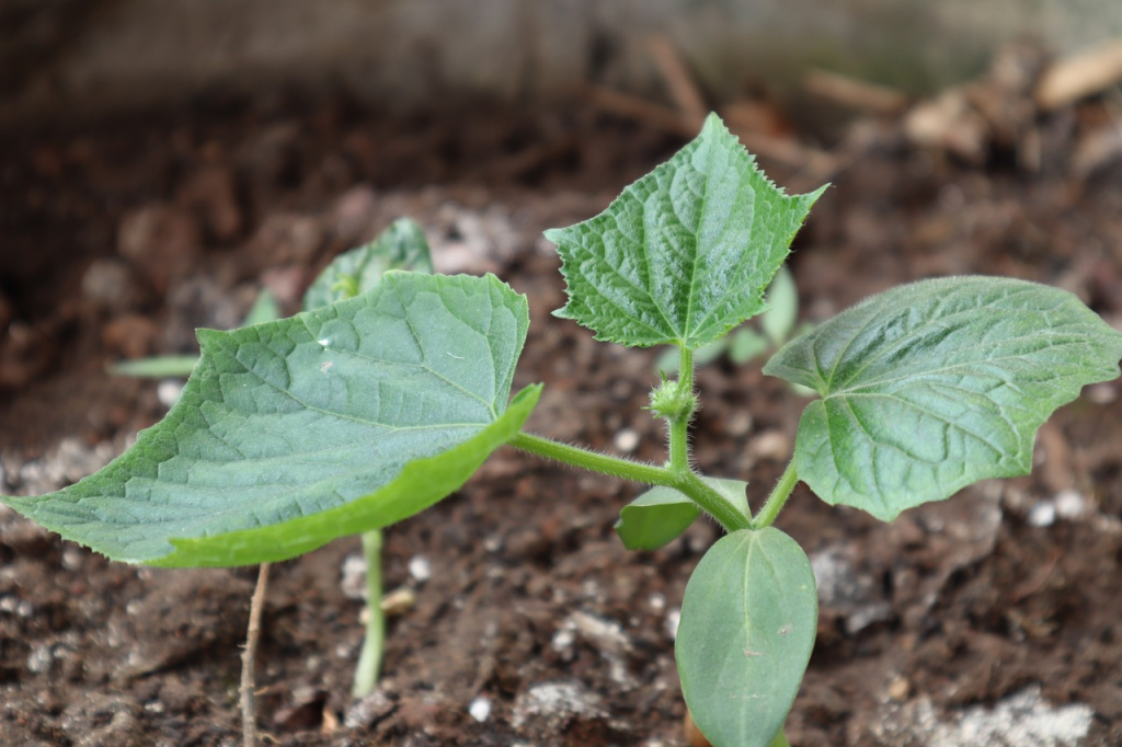 Planta brotando