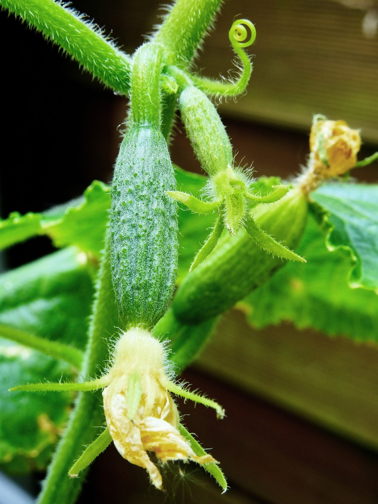 Brote de pepino