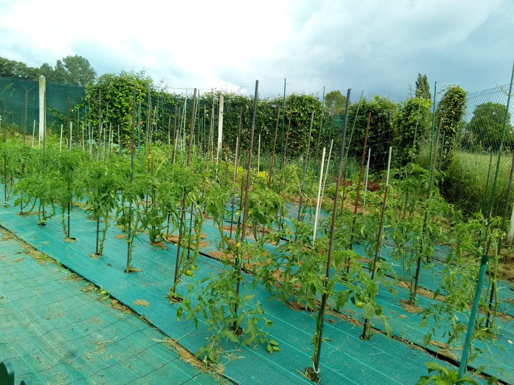 Tomates y pimientos con malla antihierbas