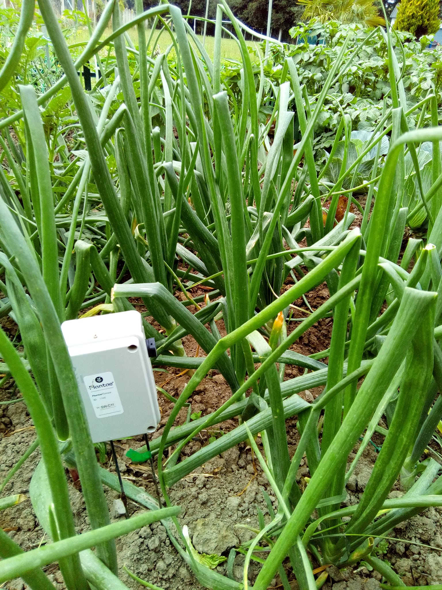 La permacultura y la horticultura sostenible-Cebollas con sondas de humedad