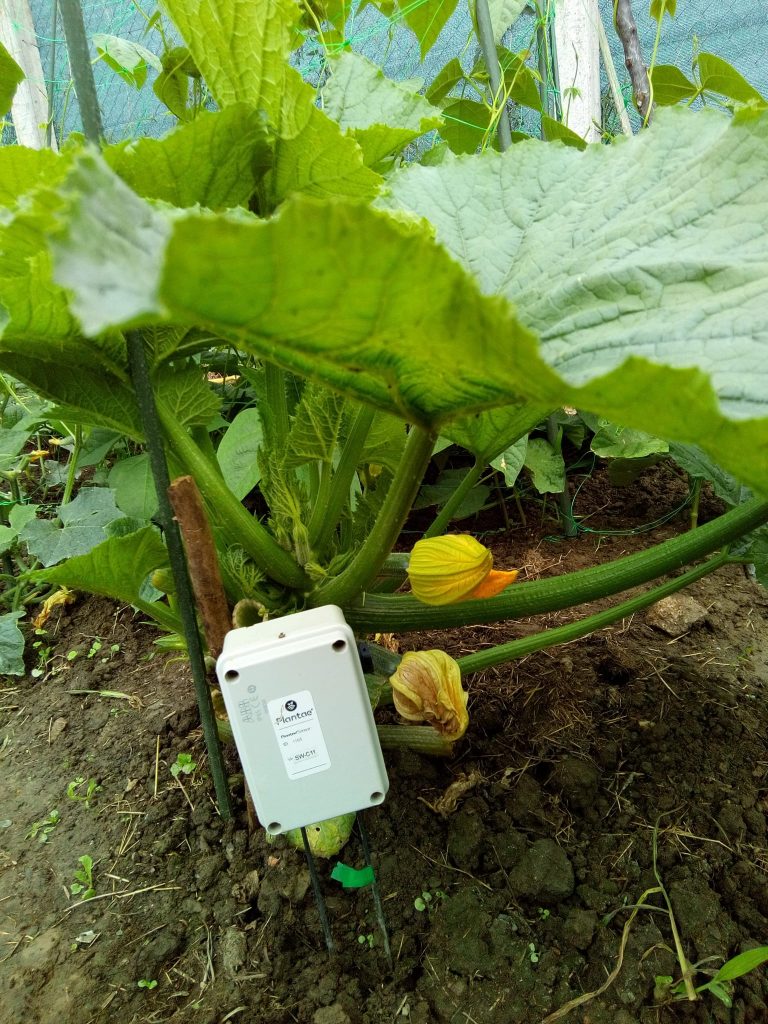 La permacultura y la horticultura sostenible en un huerto