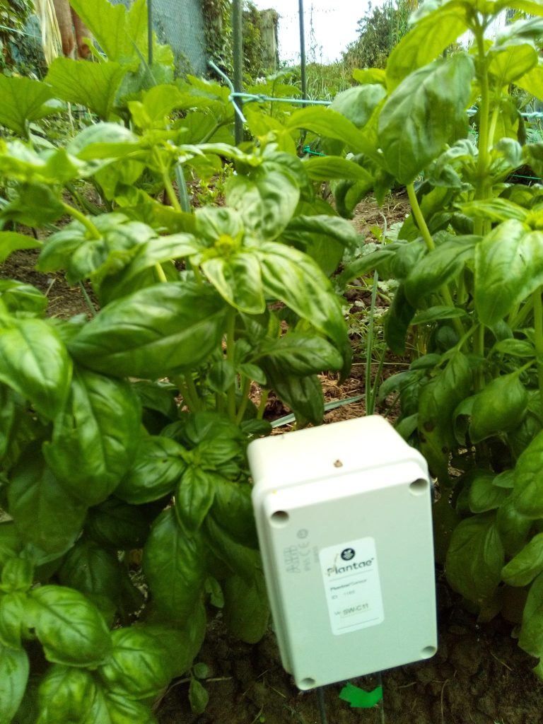 La permacultura y la horticultura sostenible con plantas aromáticas
