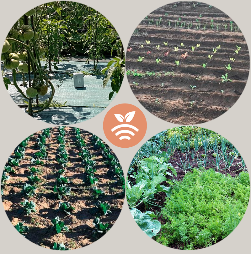 La permacultura y la horticultura sostenible