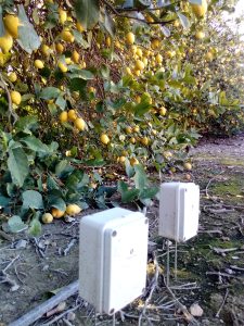 Sensores de humedad y temperatura en limoneros