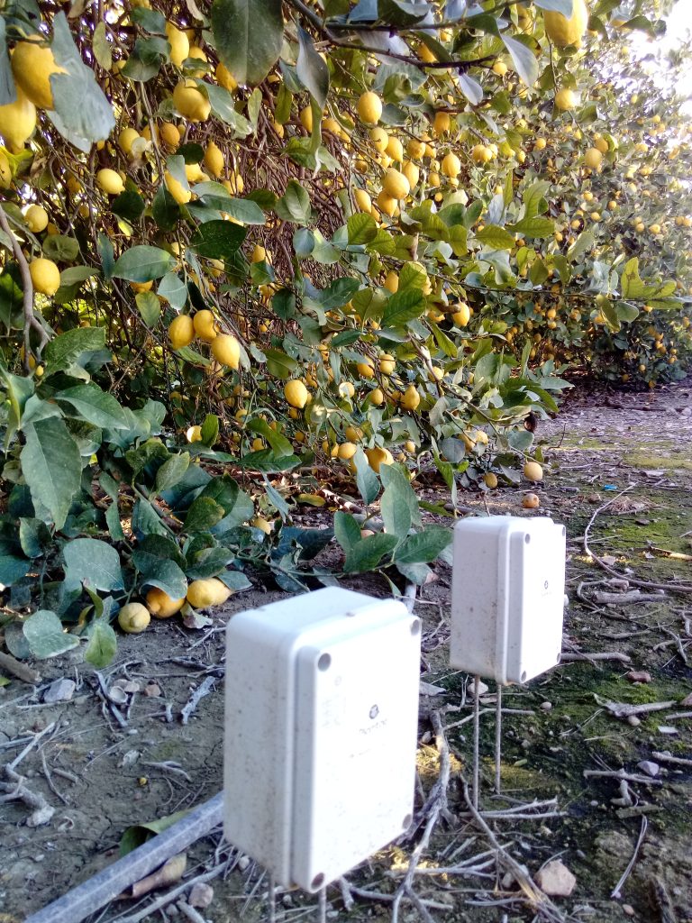Sensores de humedad y temperatura en limoneros