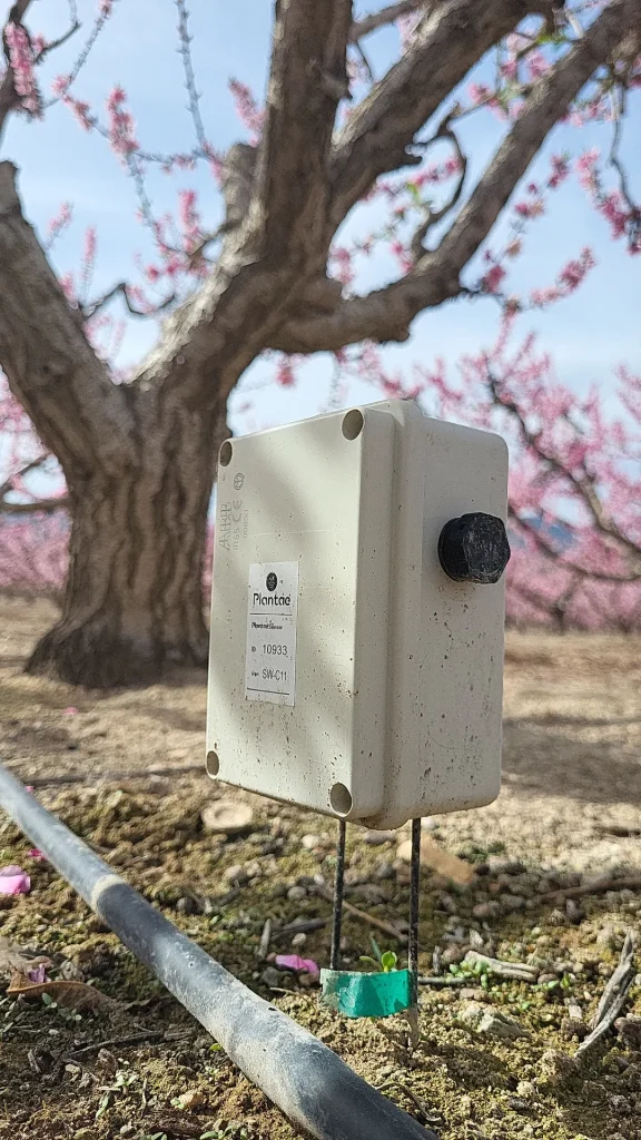 Sensor de humedad y conductividad en frutal-Cieza