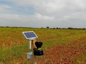 monitorización en secano de variedades de olivo en la Finca la Pontezuela