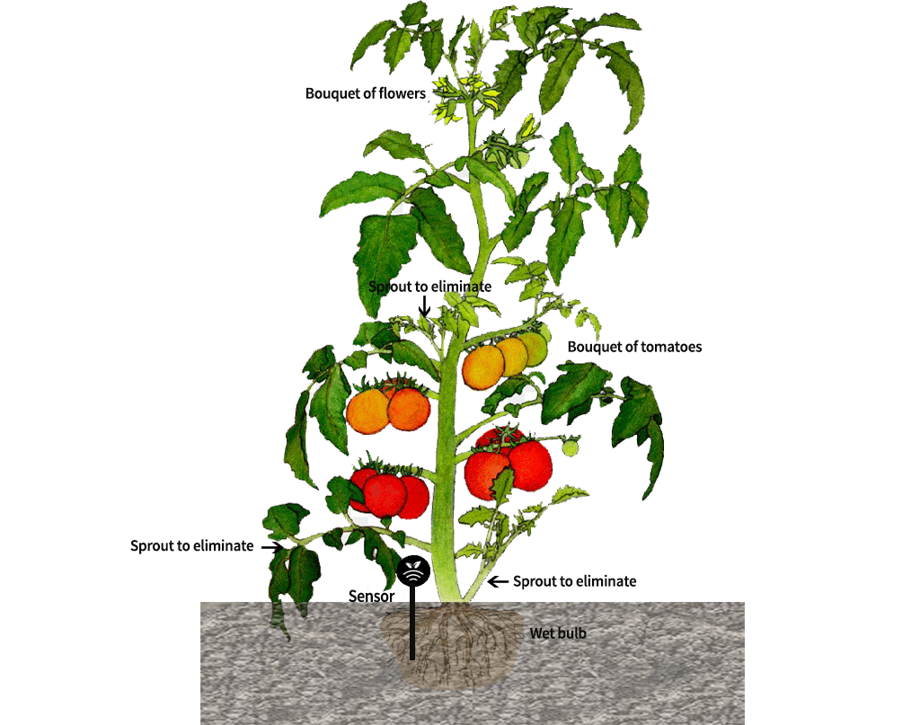 Poda del tomate